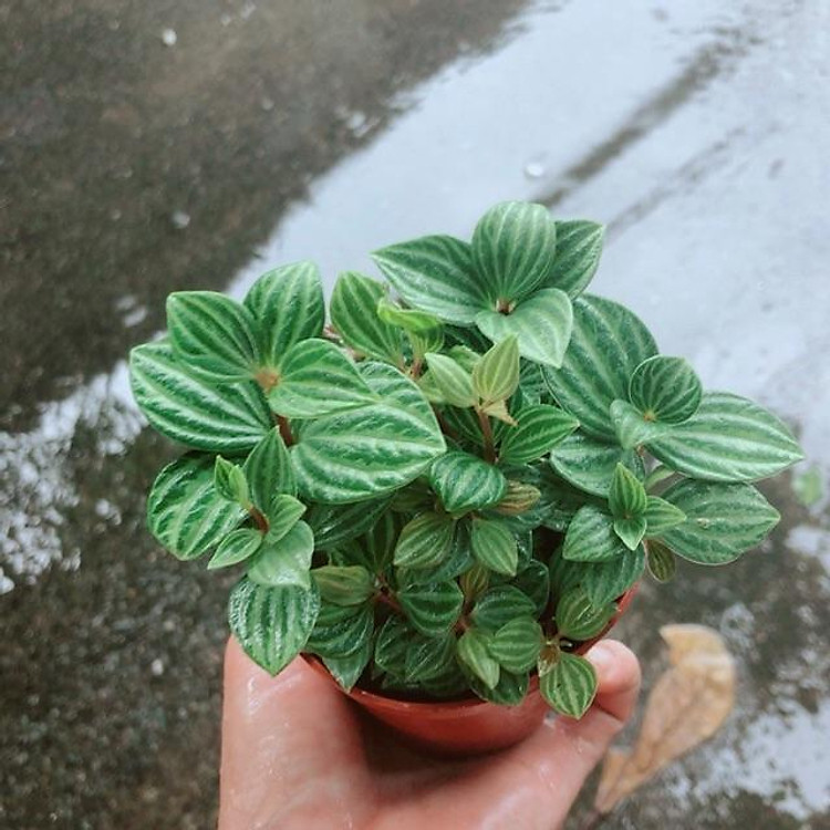 Cây Hột Xoàn (kim cương hột xoàn)