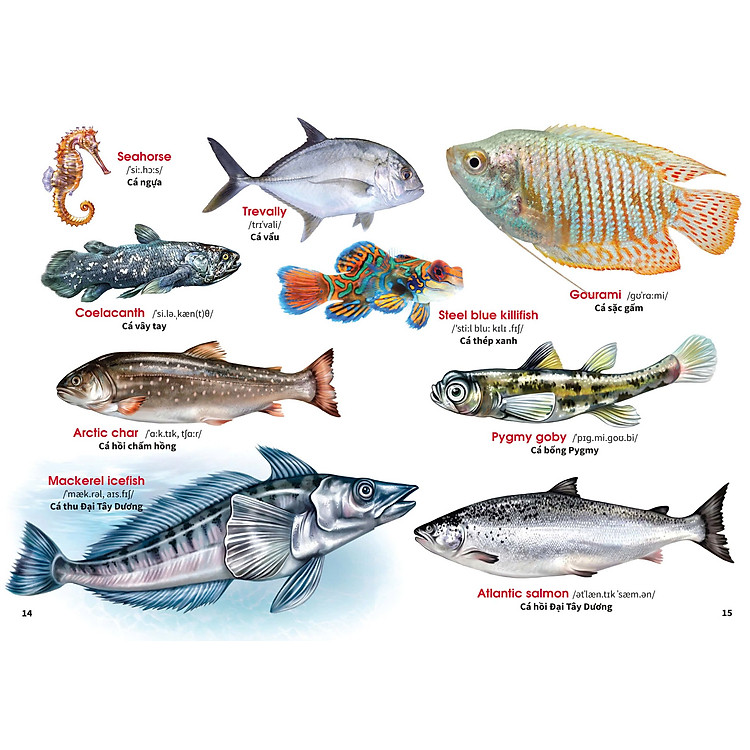 My First Book Of Animal - Động Vật Dưới Nước - Ảnh 5