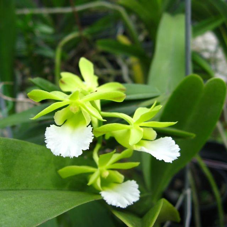 Hoa phong lan cù lao minh