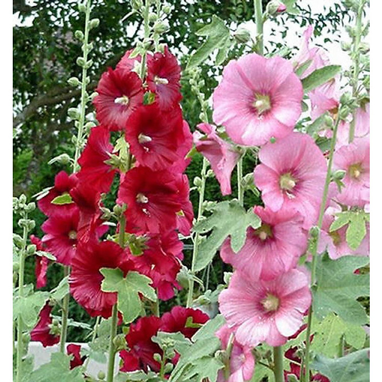 Hạt giống hoa Mãn đình hồng