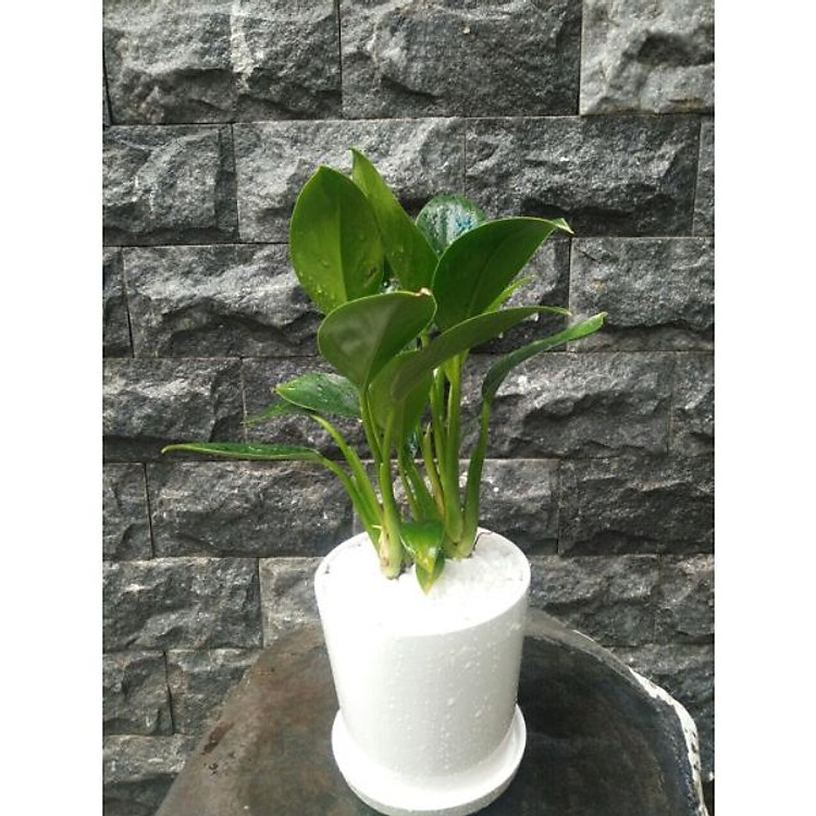 Cây trầu bà đế vương