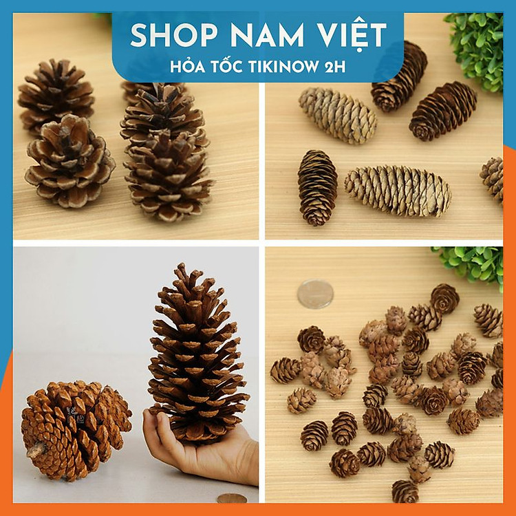 Quả Thông Khô Đà Lạt Tự Nhiên (7-9cm) (5 quả) - Ảnh 4