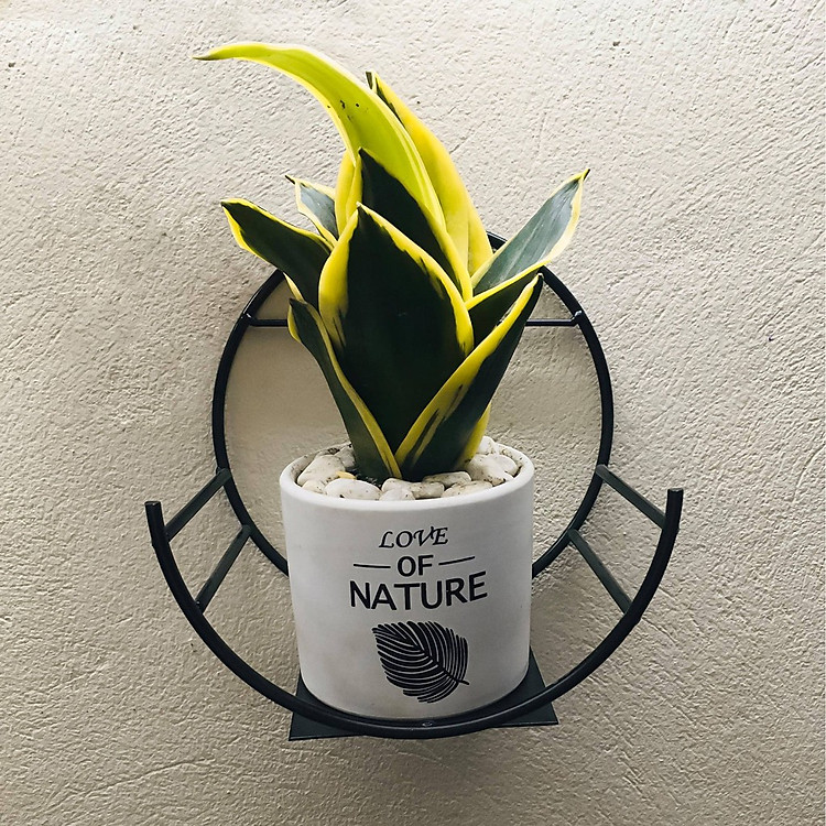 Kệ Treo Trang Trí Hình Bán Nguyệt Dán Tường (1 chiếc) - Ảnh 2