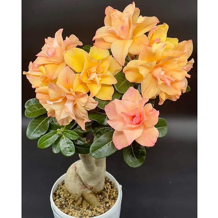 Hạt giống hoa sứ kép Thái Lan - Bịch 10 hạt – Mã số 2037