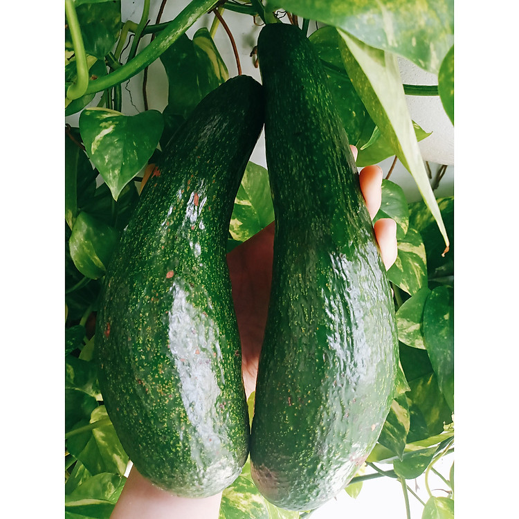 Bơ 034 Đắc Lắc