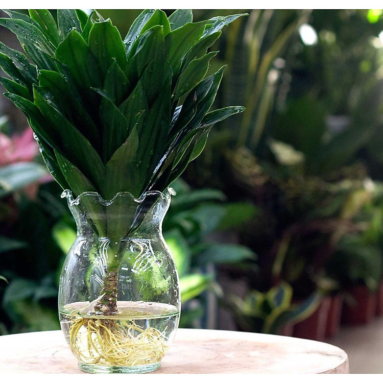 Cây trúc phú quý thủy sinh để bàn