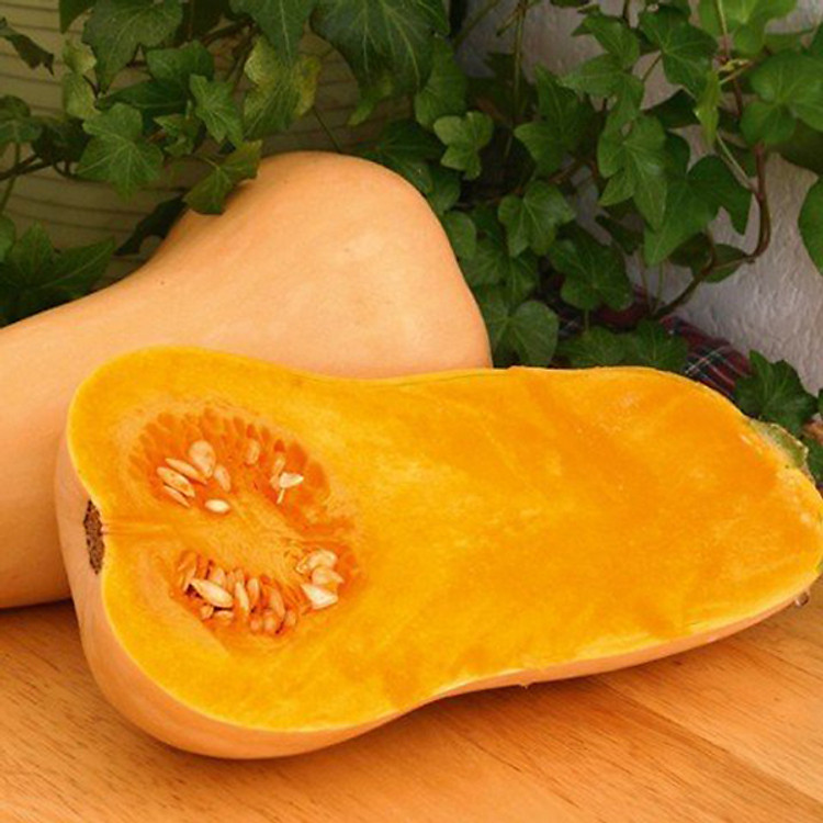 HẠT GIỐNG BÍ NGÔ NHẬT BẢN BUTTERNUT