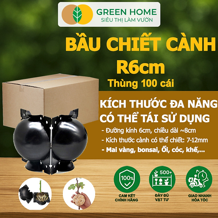 Bầu Chiết Cành GreenHome, R6cm(1 Thùng 100 CÁI), Tăng Khả Năng Ra Rễ, Phù Hợp Với Mai Vàng, Ổi, Mận