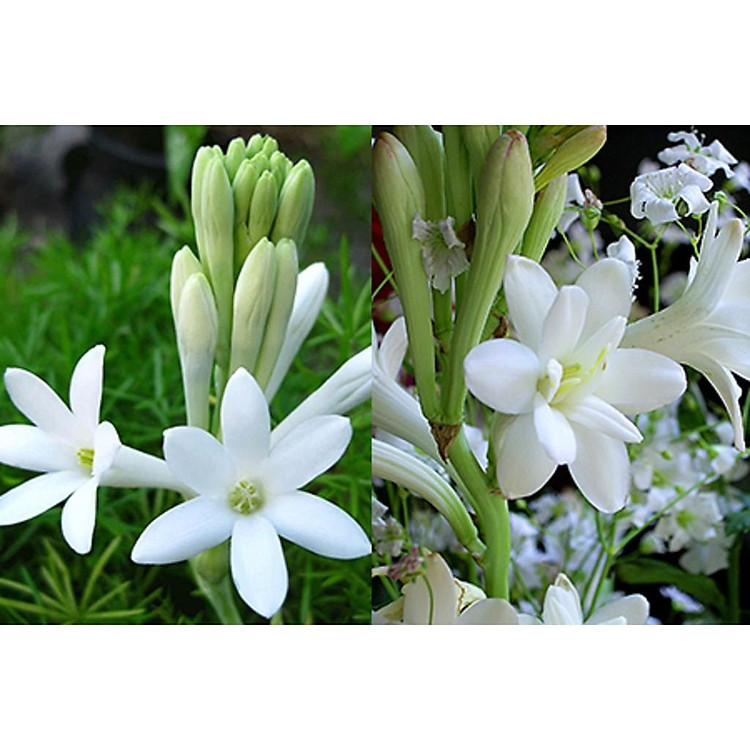 COM BO 4 CỦ HOA HUỆ TRẮNG THƠM