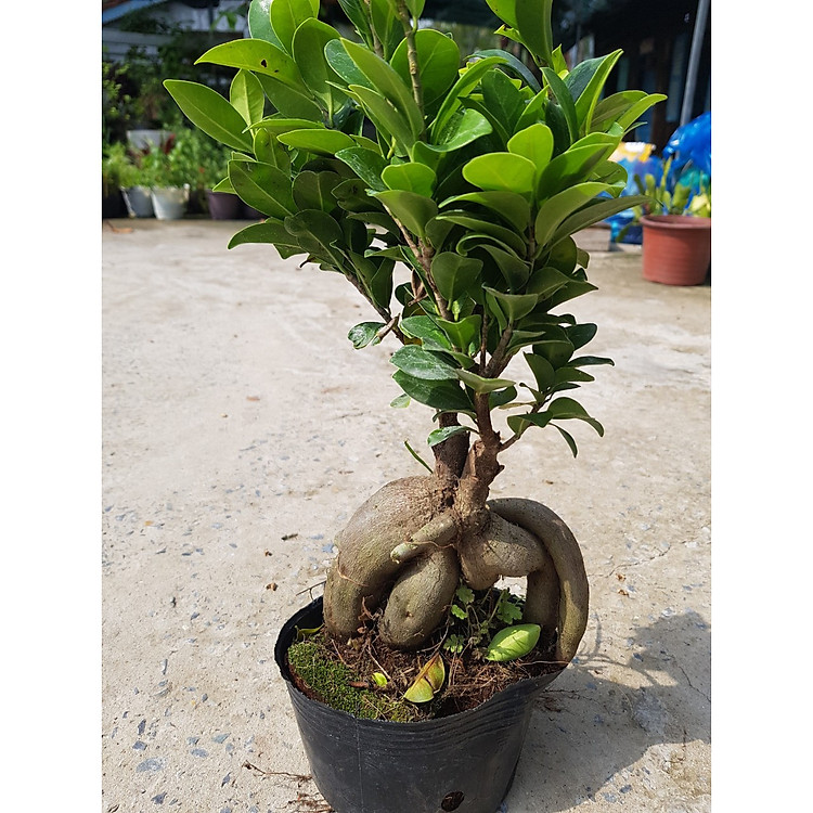 Cây Si Bonsai Mini Chậu Nhựa