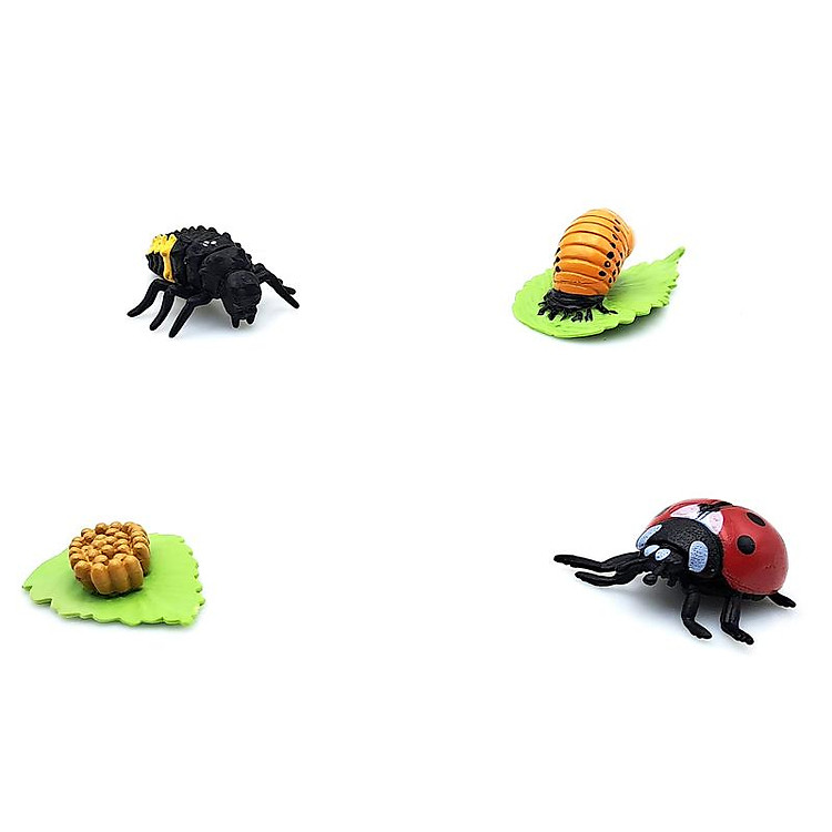 Bọ Rùa Mô Hình Vòng Đời Tự Nhiên Chính hãng Ưu đãi - Hình ảnh 3