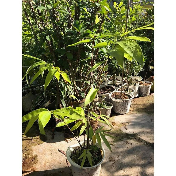 Giống cây tre khổng lồ Thái Lan