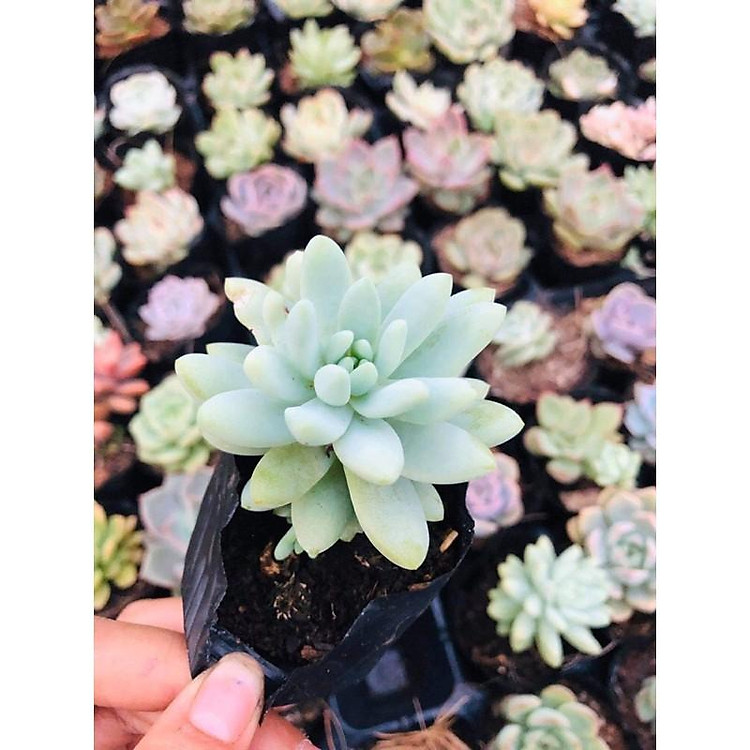 Sen đá chuỗi ngọc đứng