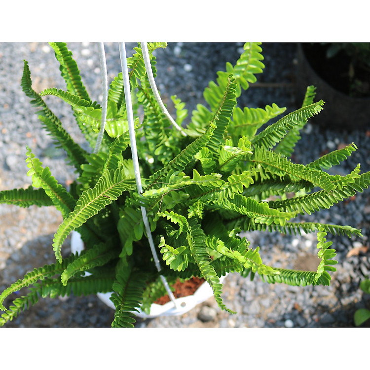 Chậu treo cây dương xỉ