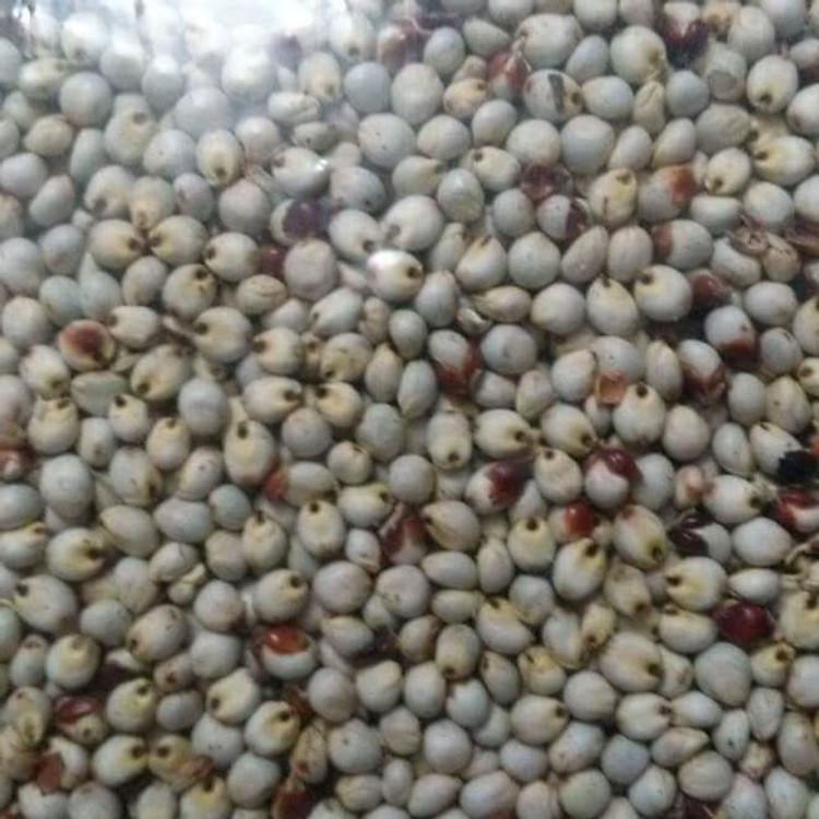 hạt bo bo gói 500g