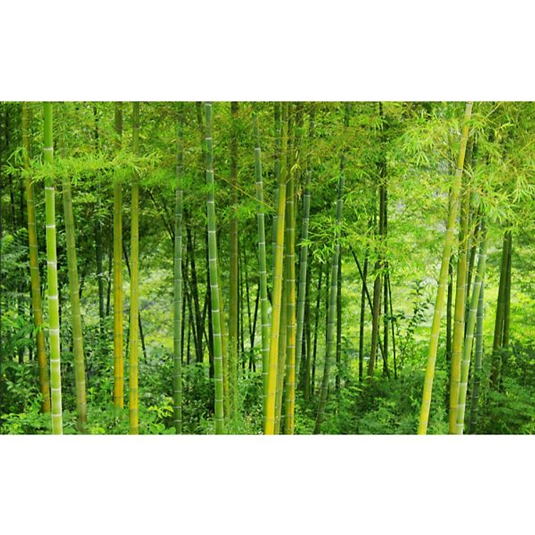 Tranh dán tường 3d có sẵn keo - lụa kim sa rừng trúc xanh PC63