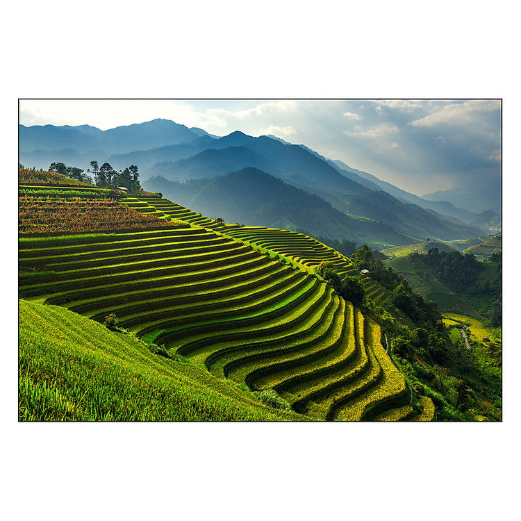 Tranh Đồng Ruộng Bậc Thang