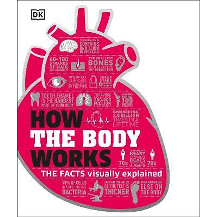 How The Body Works: The Facts Simply Explained