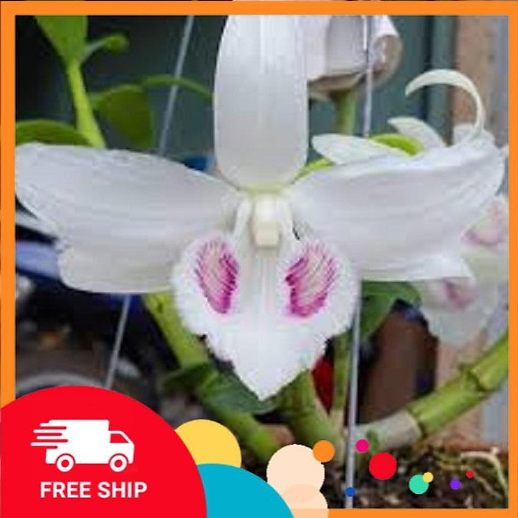 Lan phi điệp đột biến 5 CÁNH TRẮNG BẢO DUY