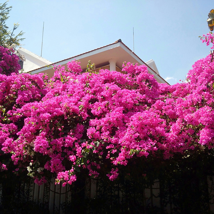 Bộ 10 gói Hạt giống hoa giấy