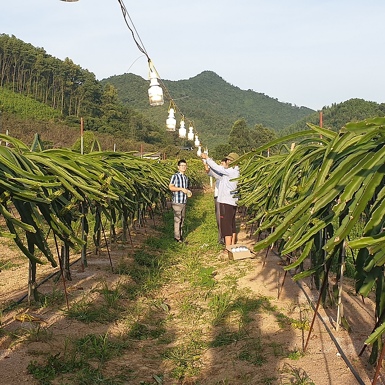 Combo 10, 100 đèn LED rạng đông Chuyên dụng trồng cây thanh long LED.TL-T60 WRF/9W IP65, tiết kiệm 50-60% điện năng