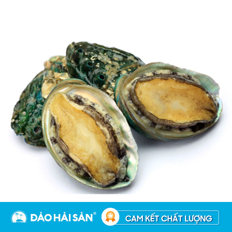Bào ngư Hàn Quốc Sống Con