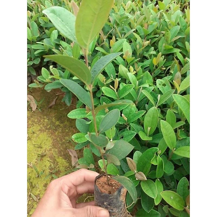 cây sim rừng giống combo 10 cây