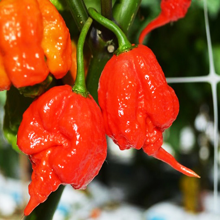 Hạt giống ớt Carolina Reaper (10 hạt/gói) - SG seeds