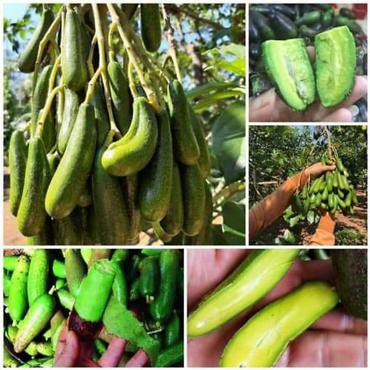 Cây bơ không hạt, cây bơ hạt tí hon, dòng bơ mới, cam kết chất lượng