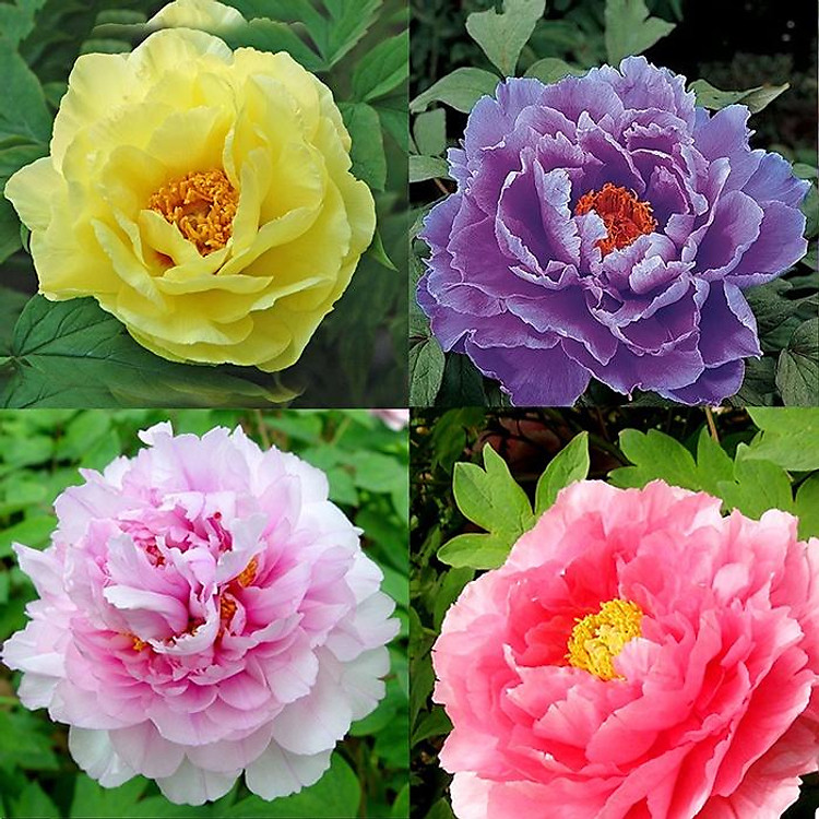 Combo 5 Củ hoa mẫu đơn kép mix màu