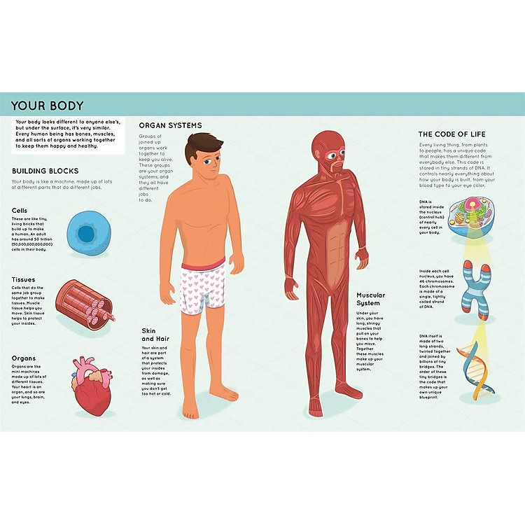 Lift The Flaps: Human Body - Ảnh 5