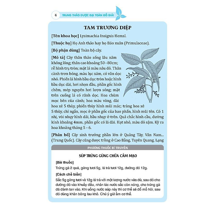 Trung Thảo Dược Đại Toàn - Đồ Giải - Ảnh 6