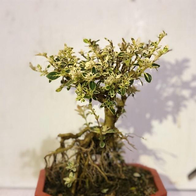 Cây bạch tuyết mai bonsai để bàn