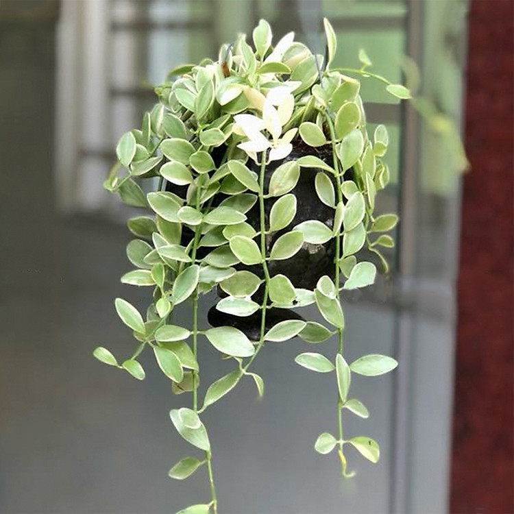 Cây Lan Hạt Dưa Cẩm Thạch Chậu Treo