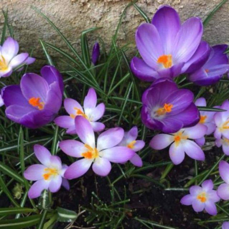 Củ giống nhuỵ hoa nghệ Tây saffron