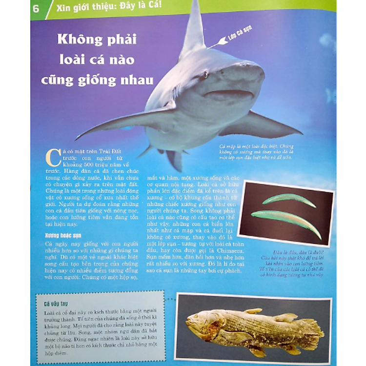 Thế Nào Và Tại Sao - Các Loài Cá - Thế Giới Diệu Kì Dưới Nước - Ảnh 5