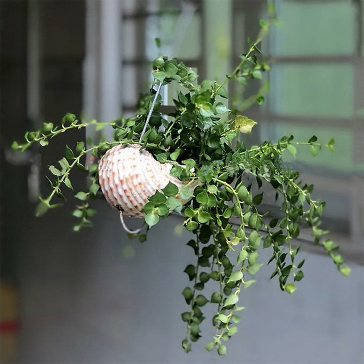 Cây Lan Tim Con Ốc