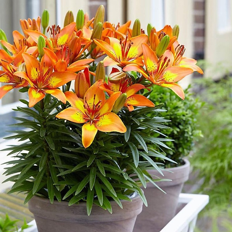 Bộ 5 củ hoa ly lùn hà lan màu vàng cam-thexanh