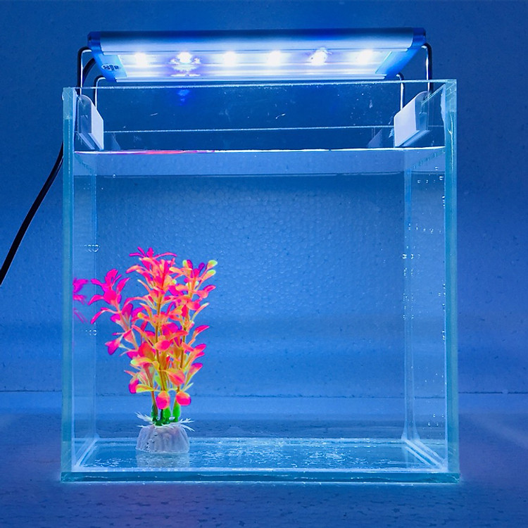 Bể cá mini để bàn