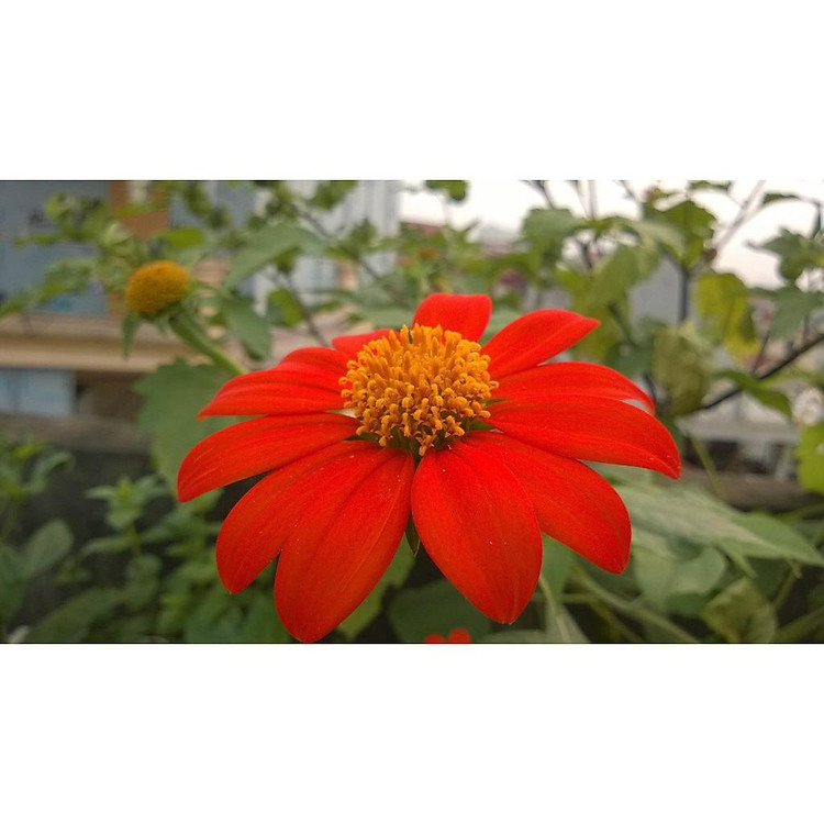 HẠT GIỐNG HOA DÃ QUỲ ĐỎ