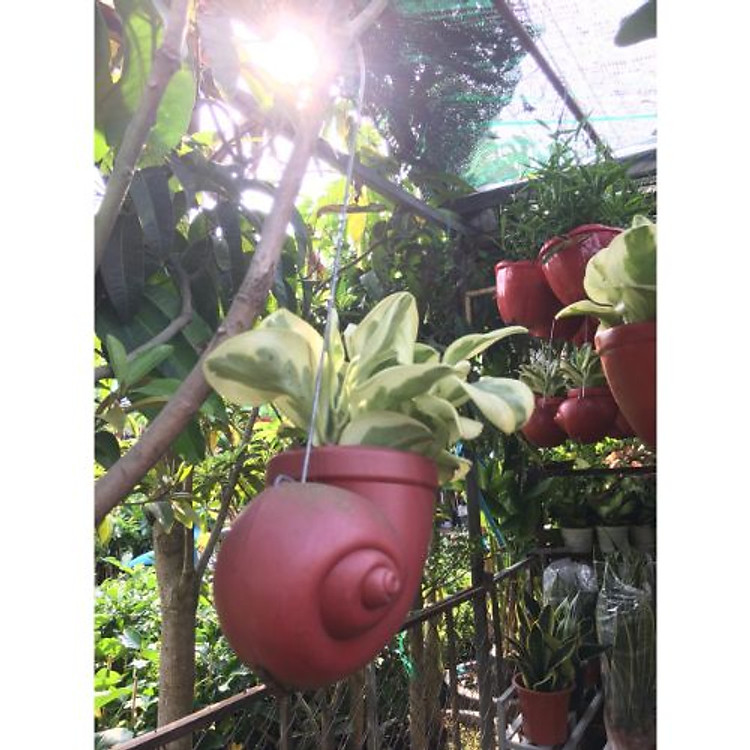 Trầu bà Ngọc Thủy treo tường đẹp