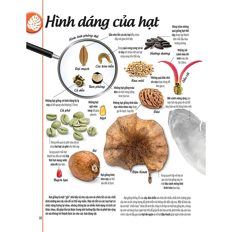 Bách Khoa Thư Về Thế Giới Thực Vật - Cây, Lá, Hoa Và Hạt - Ảnh 3