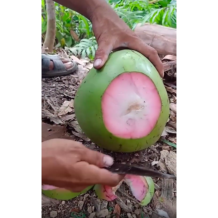 cây giống Dừa Xiêm xanh ruột hồng siêu trái