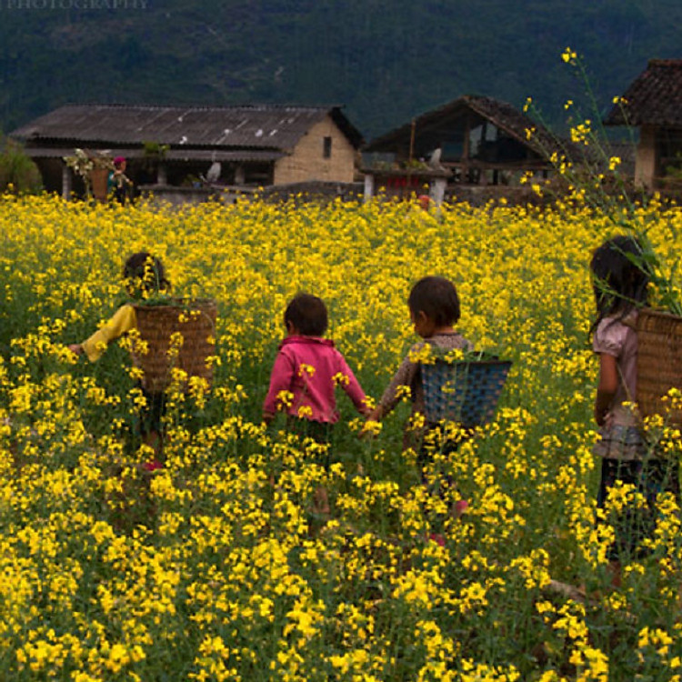 Tour 5N4Đ HCM - Hà Nội - Hà Giang - Lũng Cú - Đồng Văn - Yên Minh, Gồm Vé Máy Bay, Khởi Hành Thứ 5 Hàng Tuần & Dịp Lễ Tết