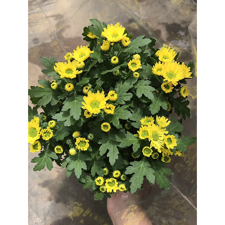 Cúc Vàng Mai - Cây Cảnh