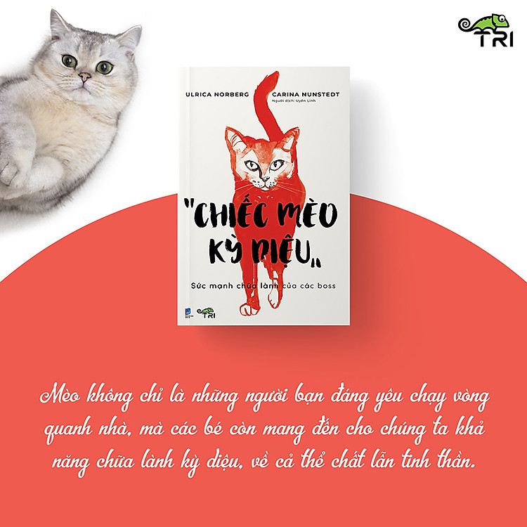 Chiếc Mèo Kỳ Diệu - Ảnh 4