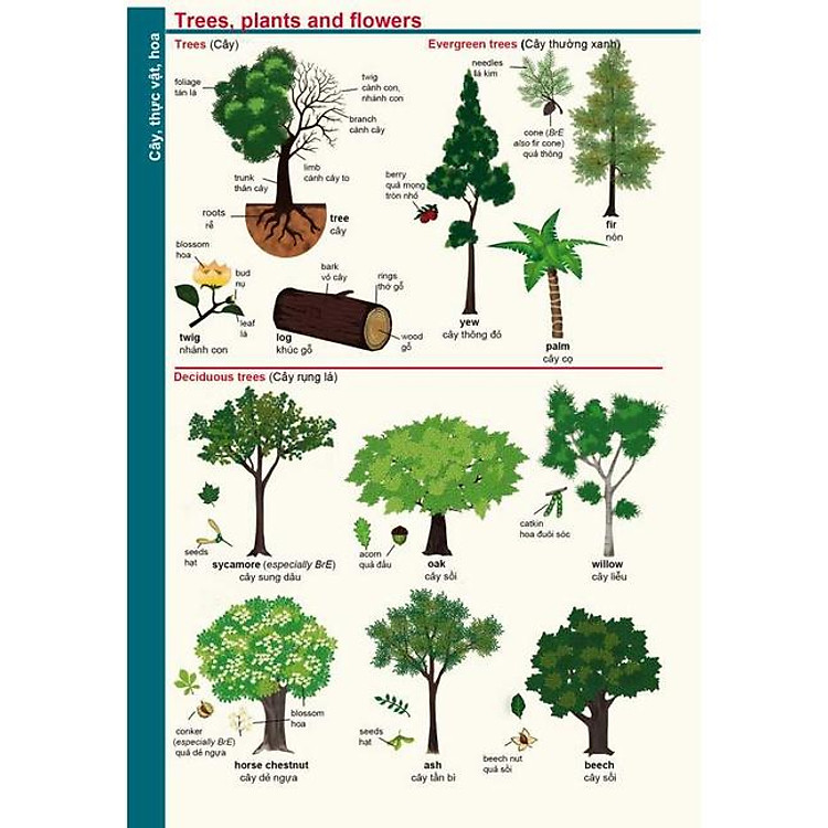 Từ điển Anh Việt dành cho học sinh - Ảnh 4