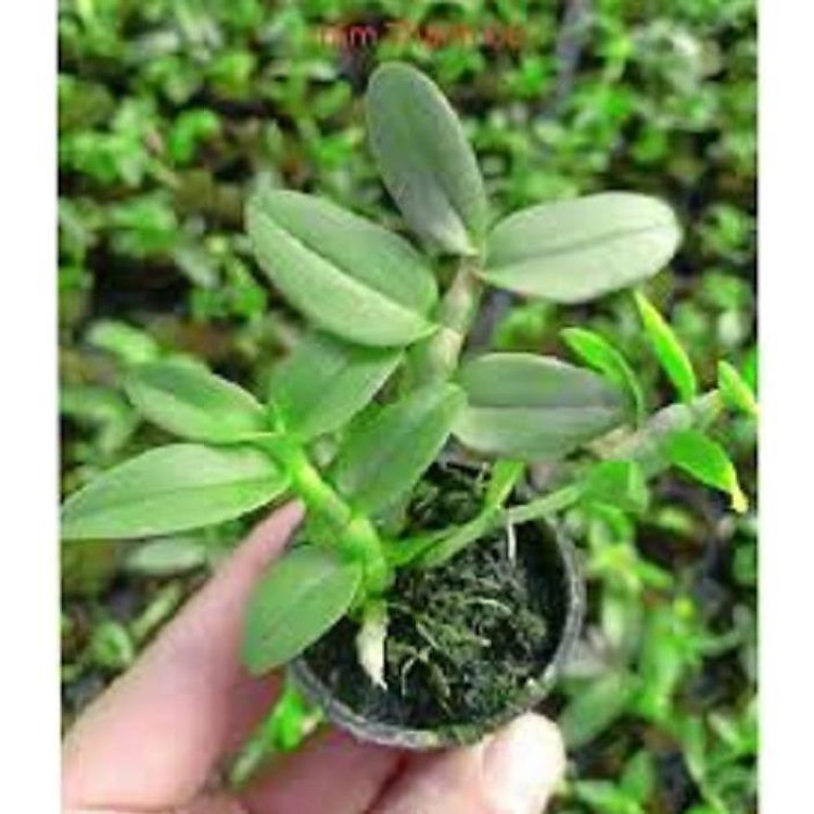 Hoa lan trầm thanh củi ( cây to khỏe,bộ rễ đẹp)