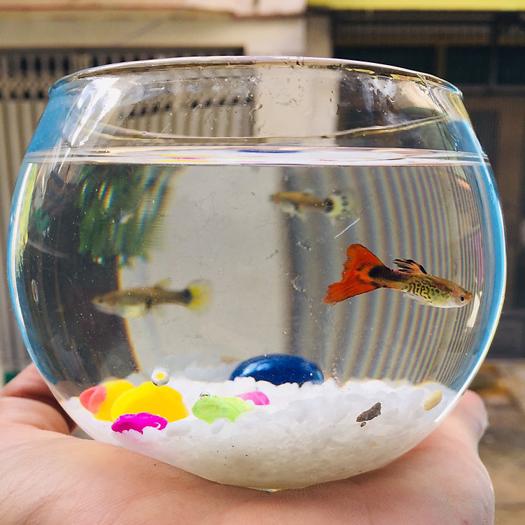Chậu thủy tinh mini , bể cá mini tròn 10cm