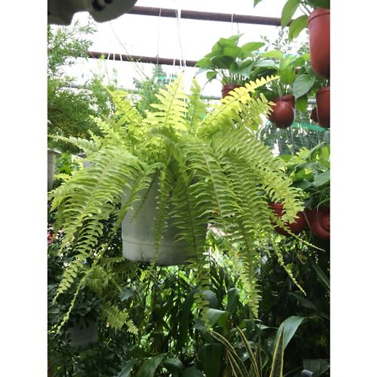 Cây dương xỉ treo tường trang trí